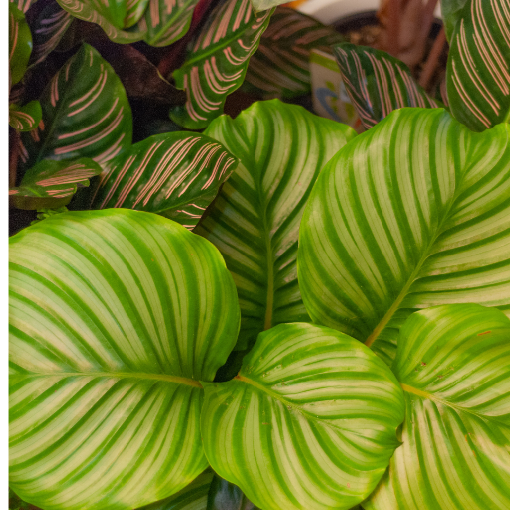 Apartamento com plantas