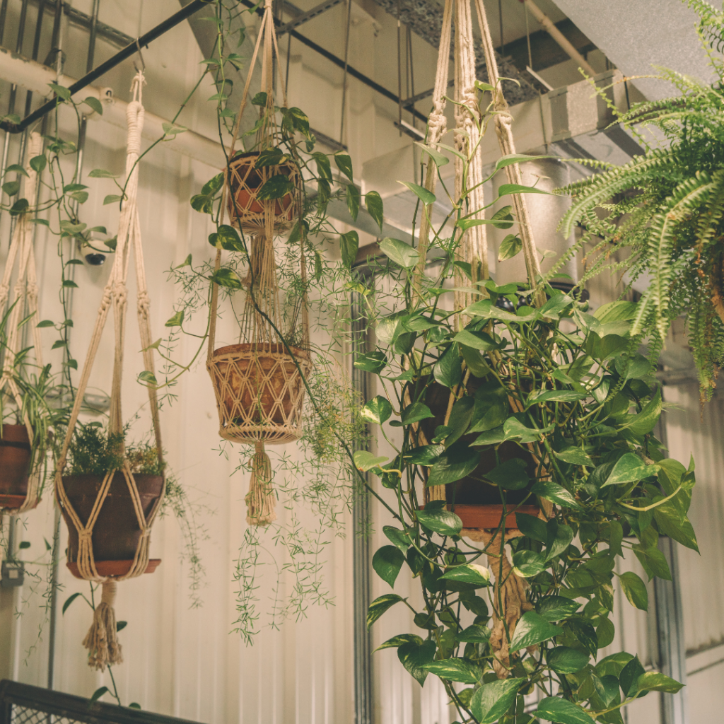 PlantaeCia 12 Como Revitalizar Plantas com Folhas Amareladas: Guia completo
