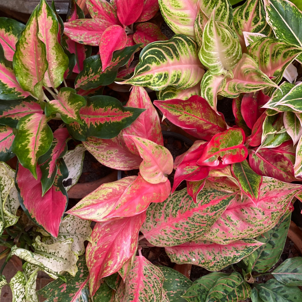 Apartamento com plantas