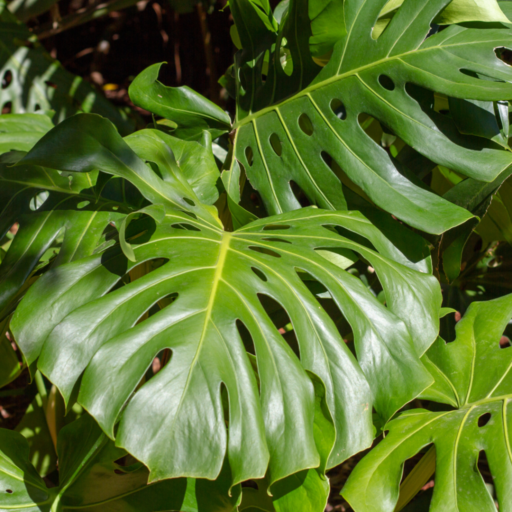 Apartamento com plantas