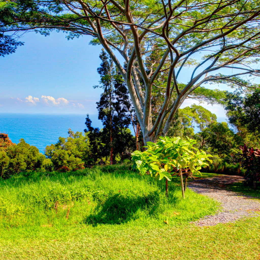 Jardim aberto