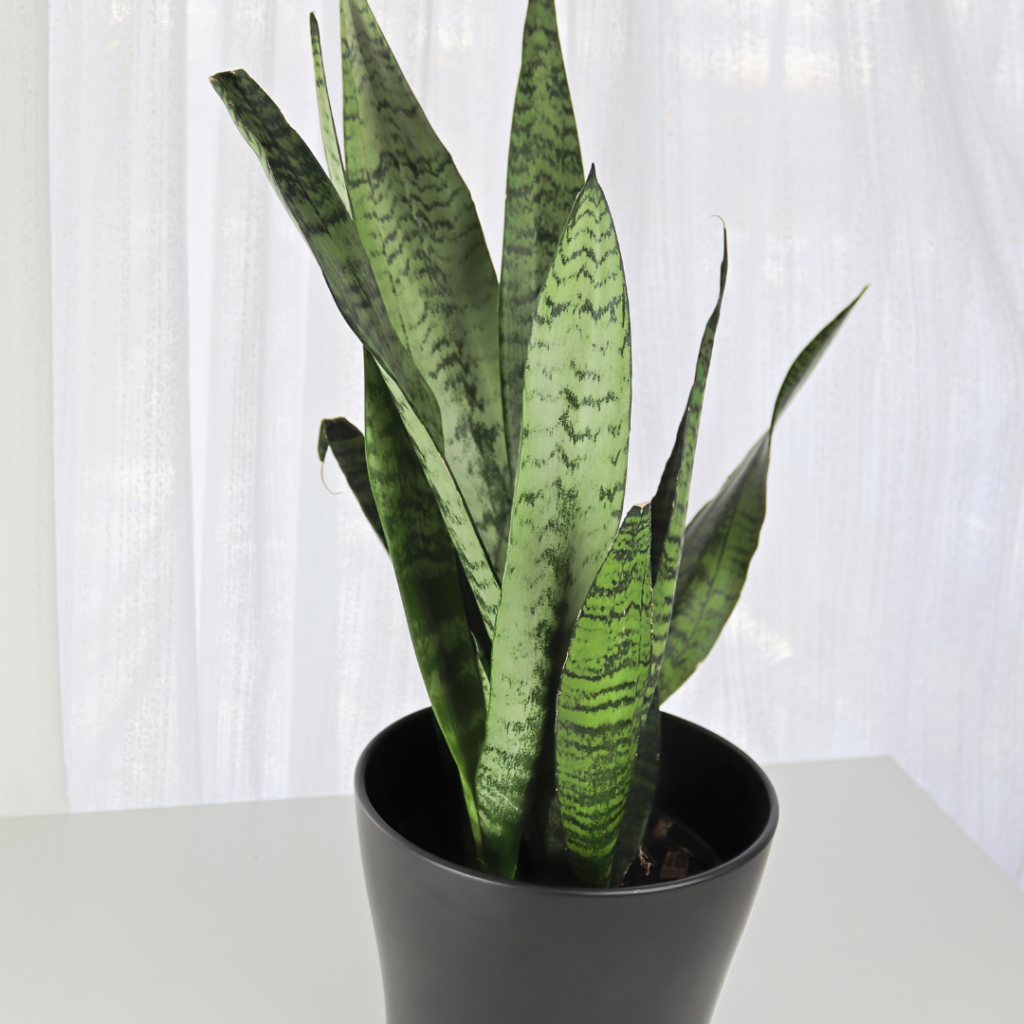Apartamento com plantas