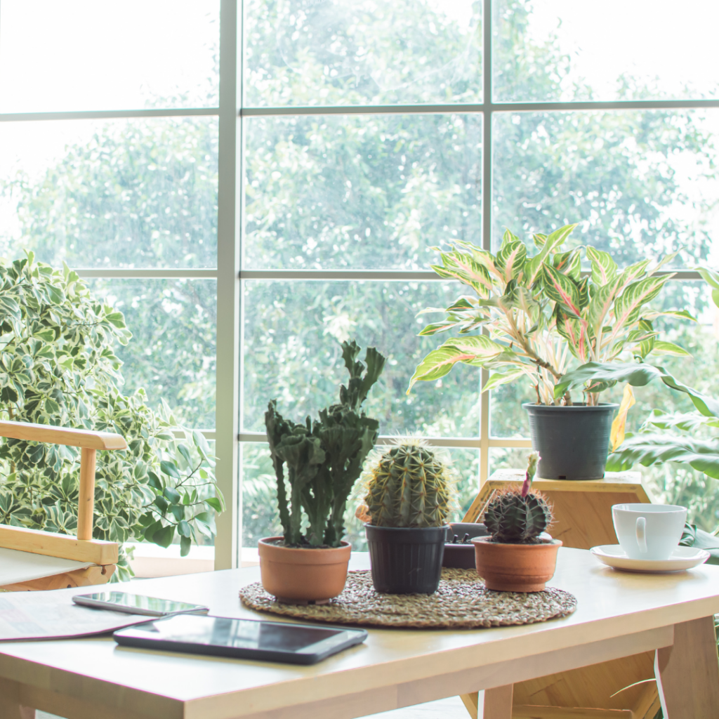 PlantaeCia 5 5 Dicas De Como Transformar Seu Apartamento com Plantas