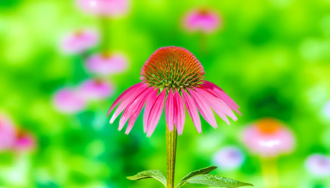 Flores de Echinacea, conhecidas por suas propriedades benéficas para a saúde.
