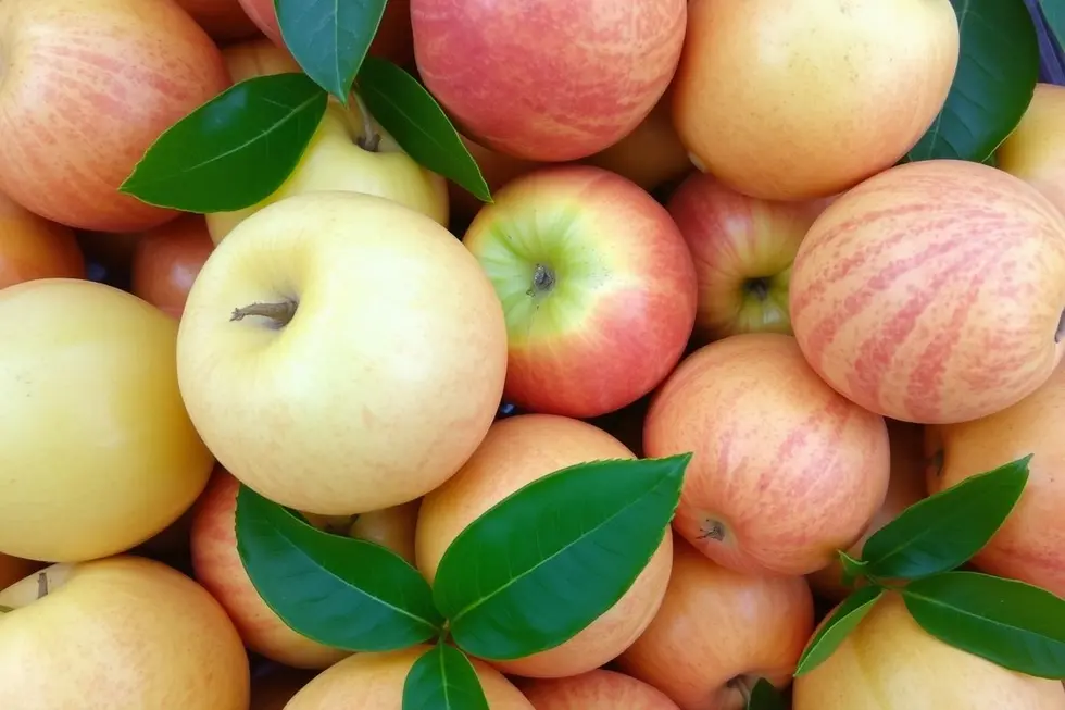 Colheita e Consumo do Melão: Do Jardim para a Mesa