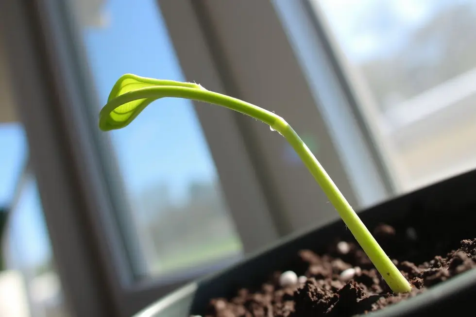 Fototropismo: O Comportamento das Plantas em Relação à Luz