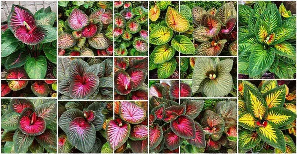 Colagem de plantas Caladium mostrando cores vibrantes e diversas em ambientes decorativos