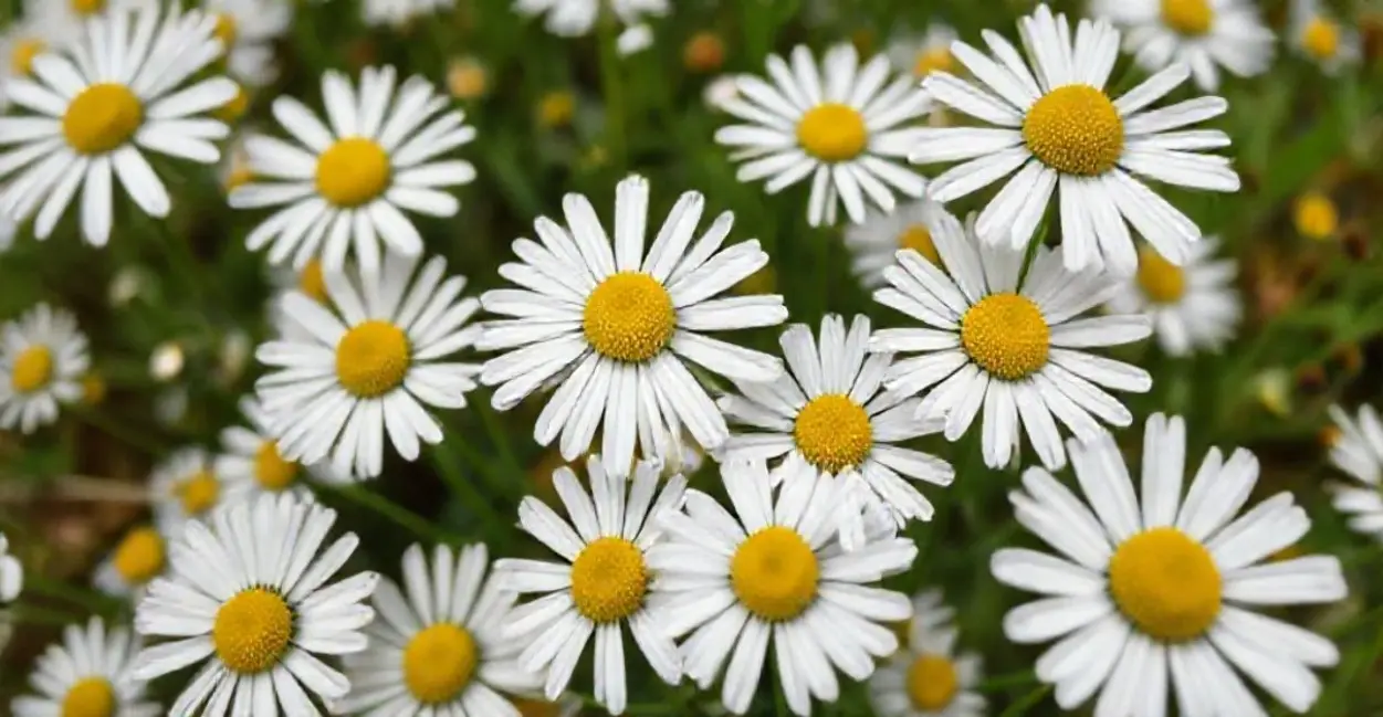 Camomila: O Calmante Natural que Todos Precisam