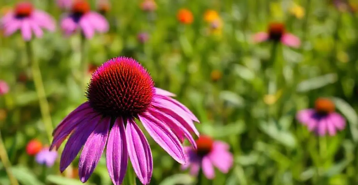 Equinácea: A Aliada Contra Resfriados