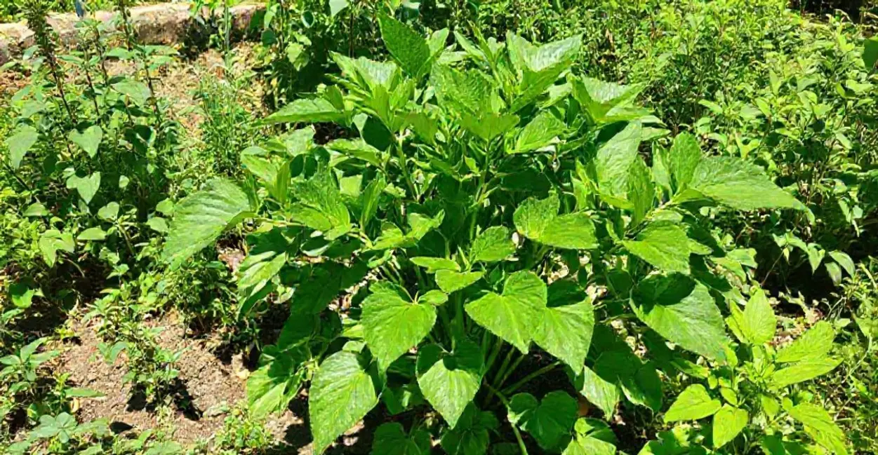 Guaimbê: A Planta Medicinal que Pode Transformar sua Saúde Natural 1 Os Benefícios do Guaimbê na Medicina Natural