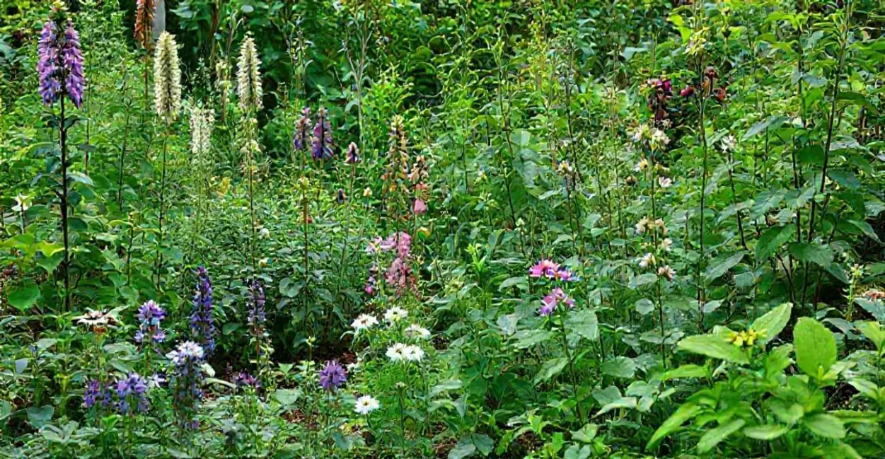 Jardim de plantas medicinais