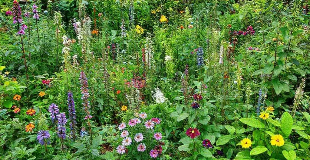 Um jardim diversificado de plantas medicinais.