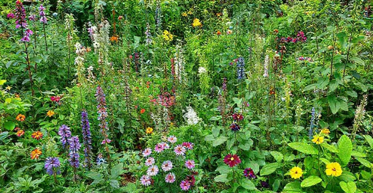 Um jardim diversificado de plantas medicinais.