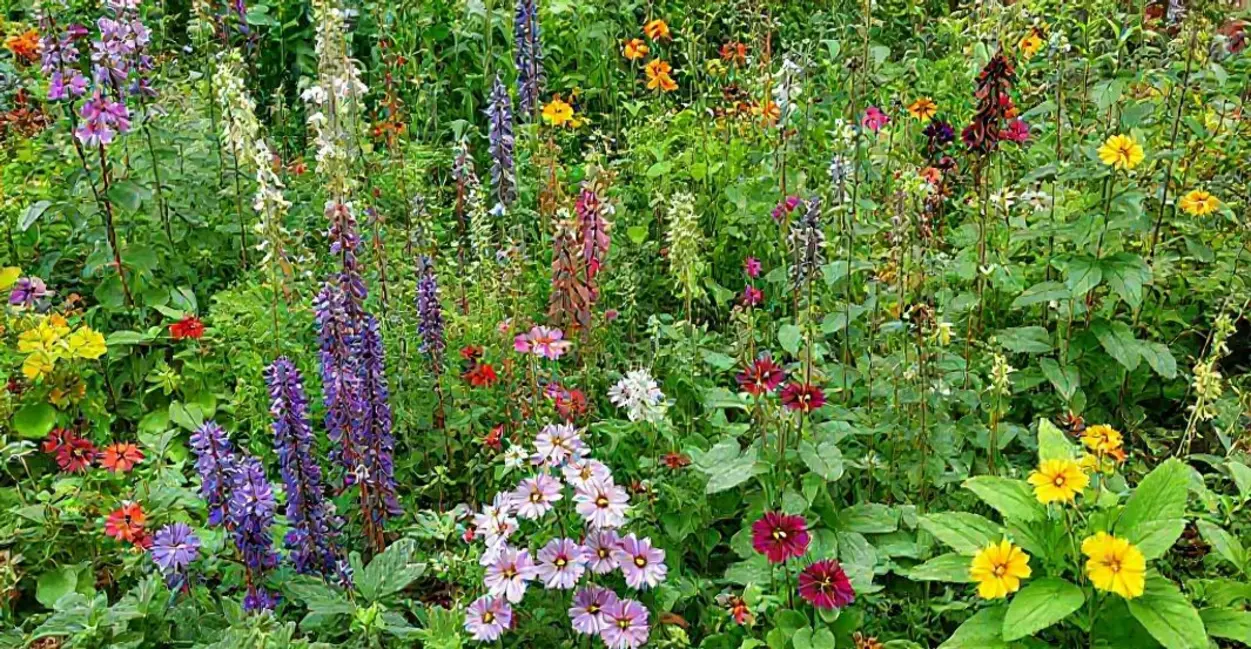 Entendendo as Plantas Medicinais e Seus Benefícios
