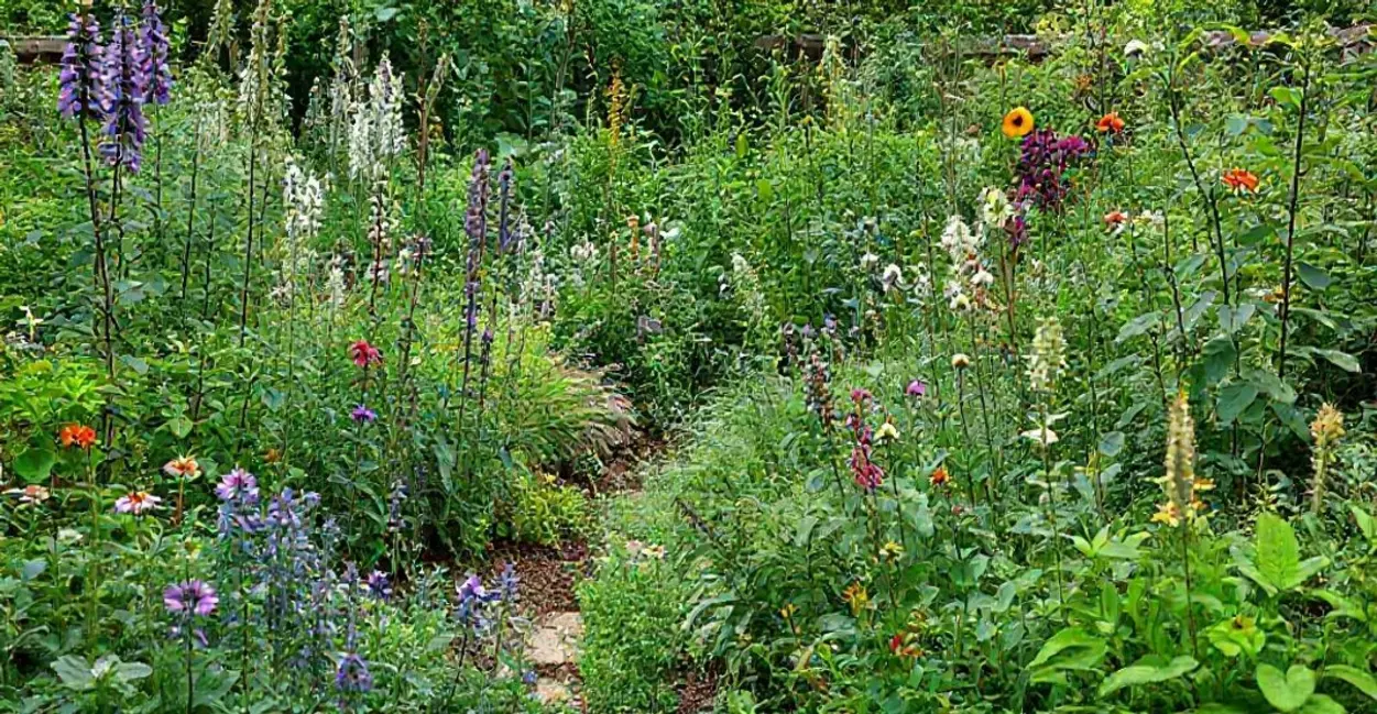 Jardim com plantas medicinais