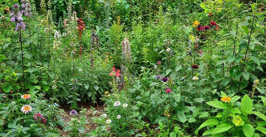 Jardim com plantas medicinais