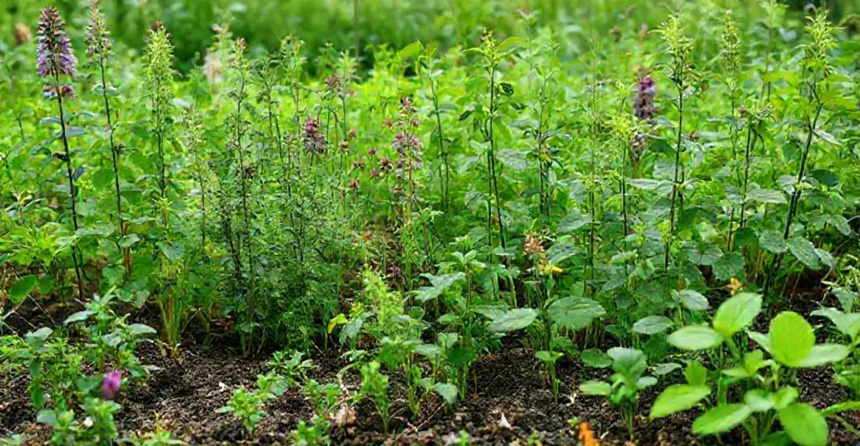 Paisagem com plantas medicinais crescentes