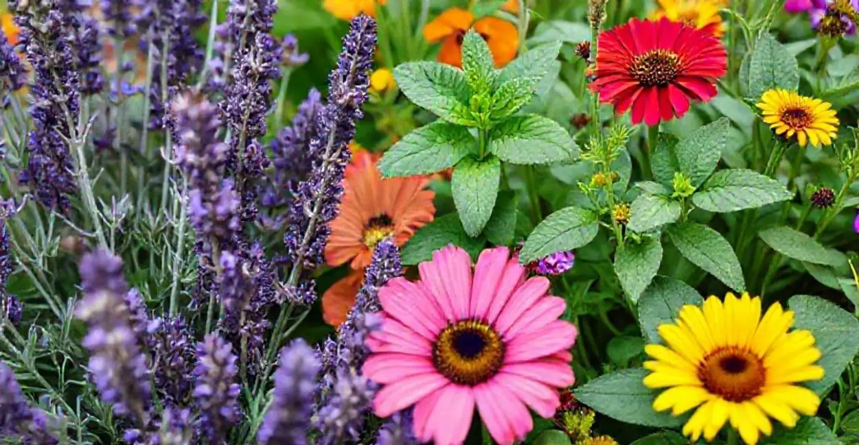 Plantas que Estimulam os Sentidos: Escolhendo as Melhores Espécies