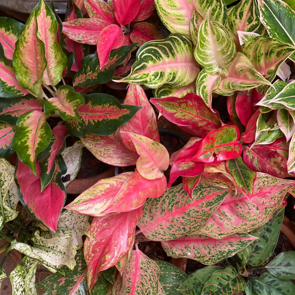 5 Dicas De Como Transformar Seu Apartamento com Plantas 2 Apartamento com plantas