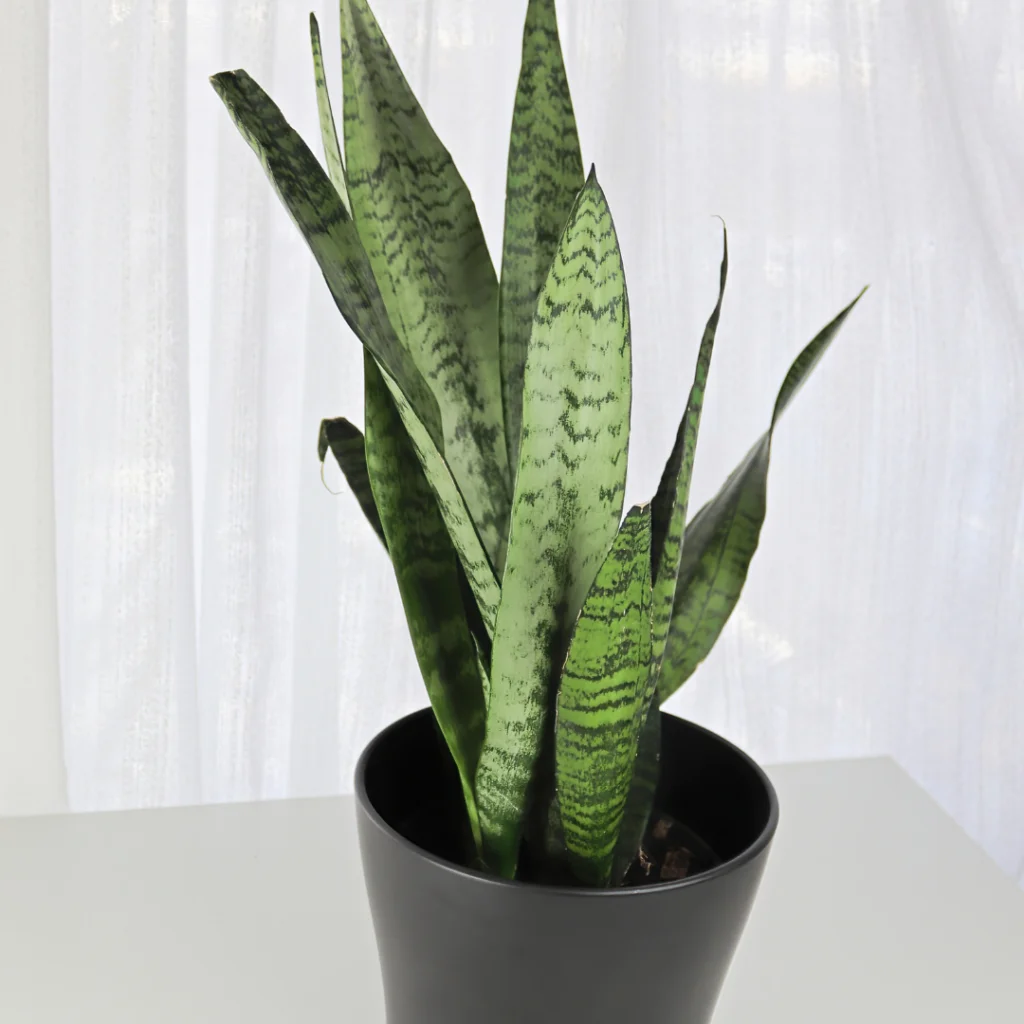 5 Dicas De Como Transformar Seu Apartamento com Plantas 4 Apartamento com plantas